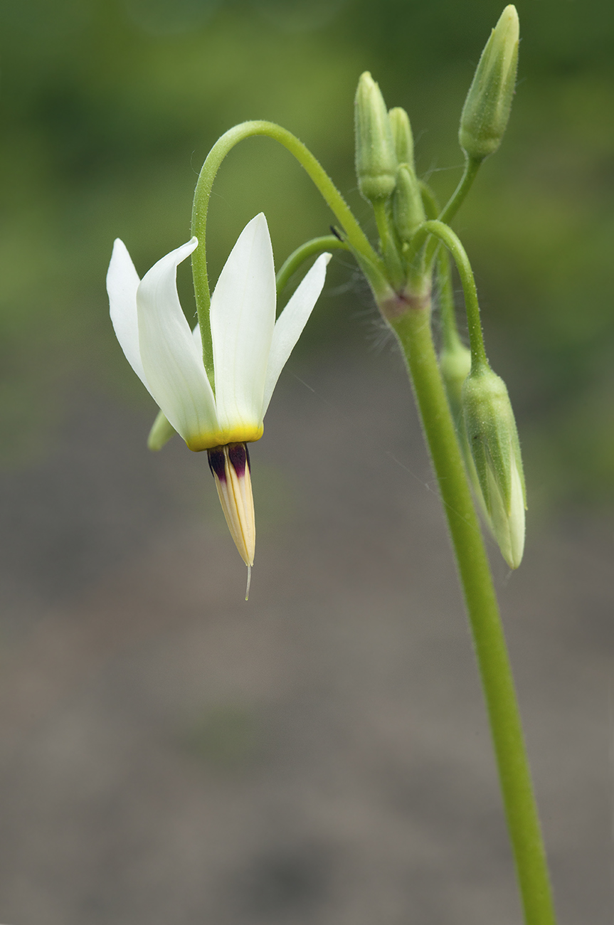 Изображение особи Dodecatheon meadia f. alba.