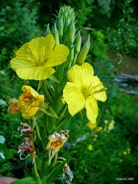 Изображение особи Oenothera biennis.