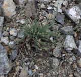 Euphorbia cassia subspecies rigoi. Цветущее растение. Республика Кипр, Троодос, ≈ 1700 м н.у.м., каменистая осыпь. 17.06.2019.