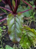 Beta vulgaris. Лист. Пермский край, г. Пермь, Кировский р-н, садовый участок, грядка. 23.08.2019.