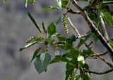 Populus laurifolia. Часть ветви с соплодиями. Алтай, Улаганский р-н, перевал Кату-Ярык, ≈ 1000 м н.у.м., каменистый сухой склон. 20.06.2019.