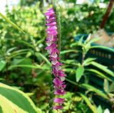 Spiranthes australis