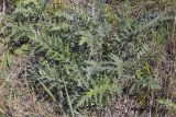 Echinops crispus