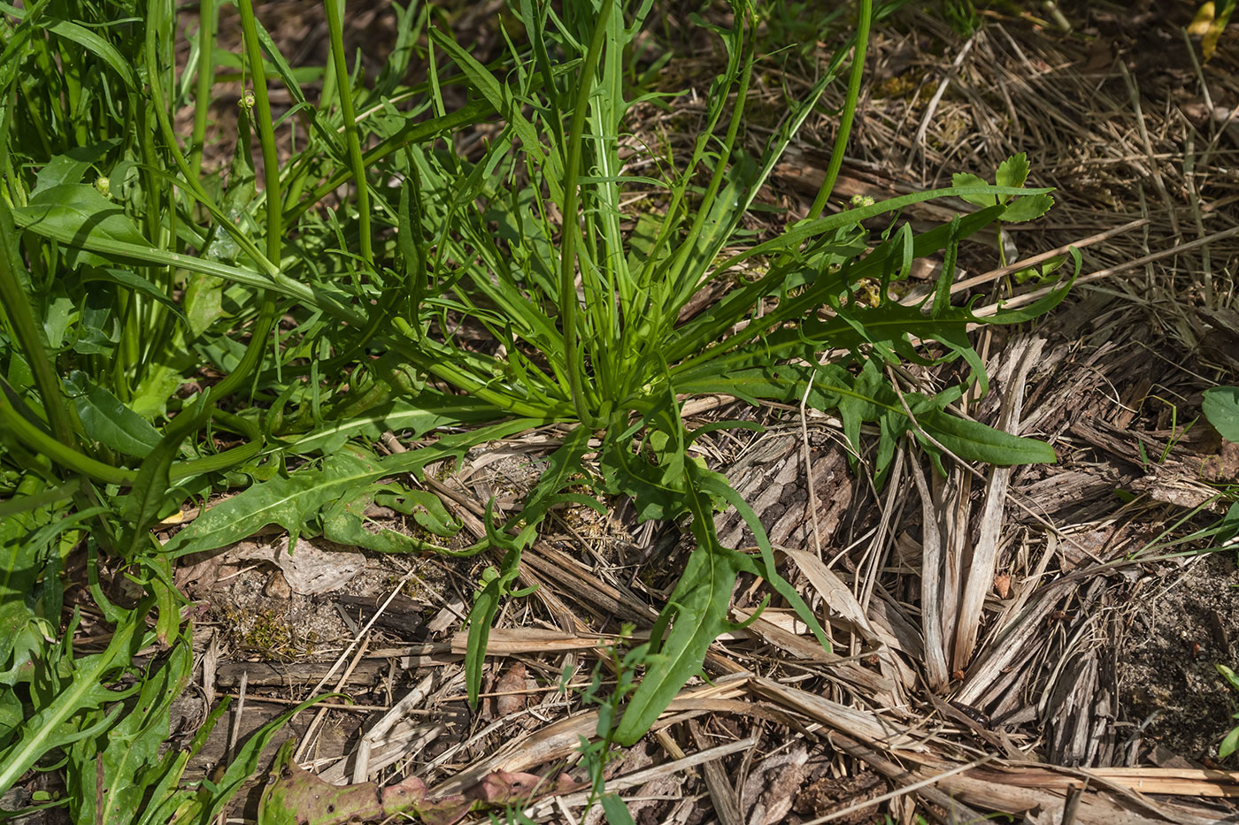 Изображение особи Scorzoneroides autumnalis.