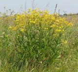 Senecio grandidentatus