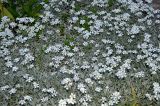 Cerastium argenteum