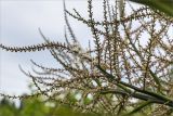 Cordyline australis