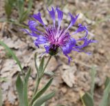 Centaurea depressa