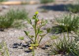 Ranunculus sceleratus. Расцветающее растение. Ленинградская обл., Кингисеппский р-н, Кургальский п-ов, побережье Финского зал., песчаный пляж, зона забрызга. 20.06.2021.