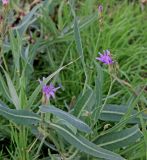 Lactuca tatarica