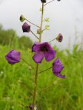 Verbascum phoeniceum