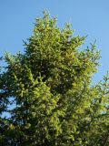 Picea × fennica. Крона растения с шишками. Мурманская обл., Кандалакшский р-н, пос. Лувеньга. 29.06.2010.