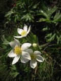 Anemonastrum biarmiense. Цветки. Южный Урал, хр. Большой Таганай, плато к северу от горы Круглица, горная тундра. 05.08.2011.