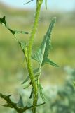 Sisymbrium loeselii. Часть побега с листовой пластинкой. Украина, Донецкая обл., Артёмовский р-н, окр. с. Дроновка. 23.05.2012.