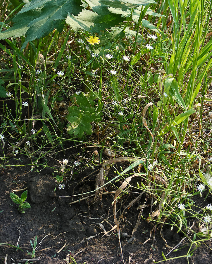 Изображение особи Stellaria graminea.