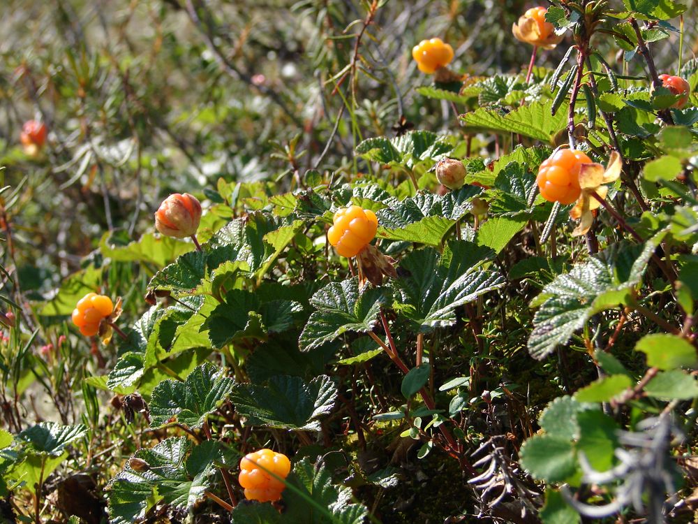 Изображение особи Rubus chamaemorus.