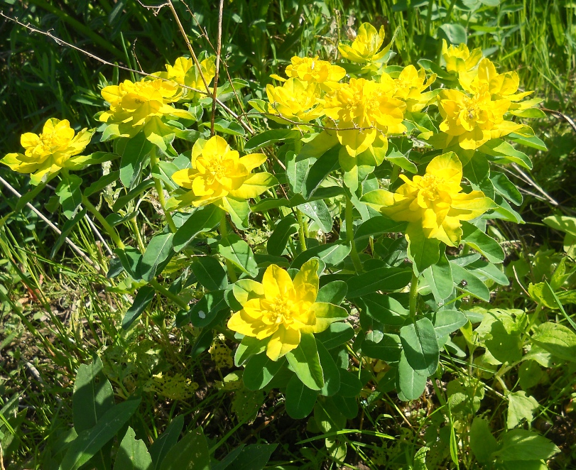 Изображение особи Euphorbia lingulata.