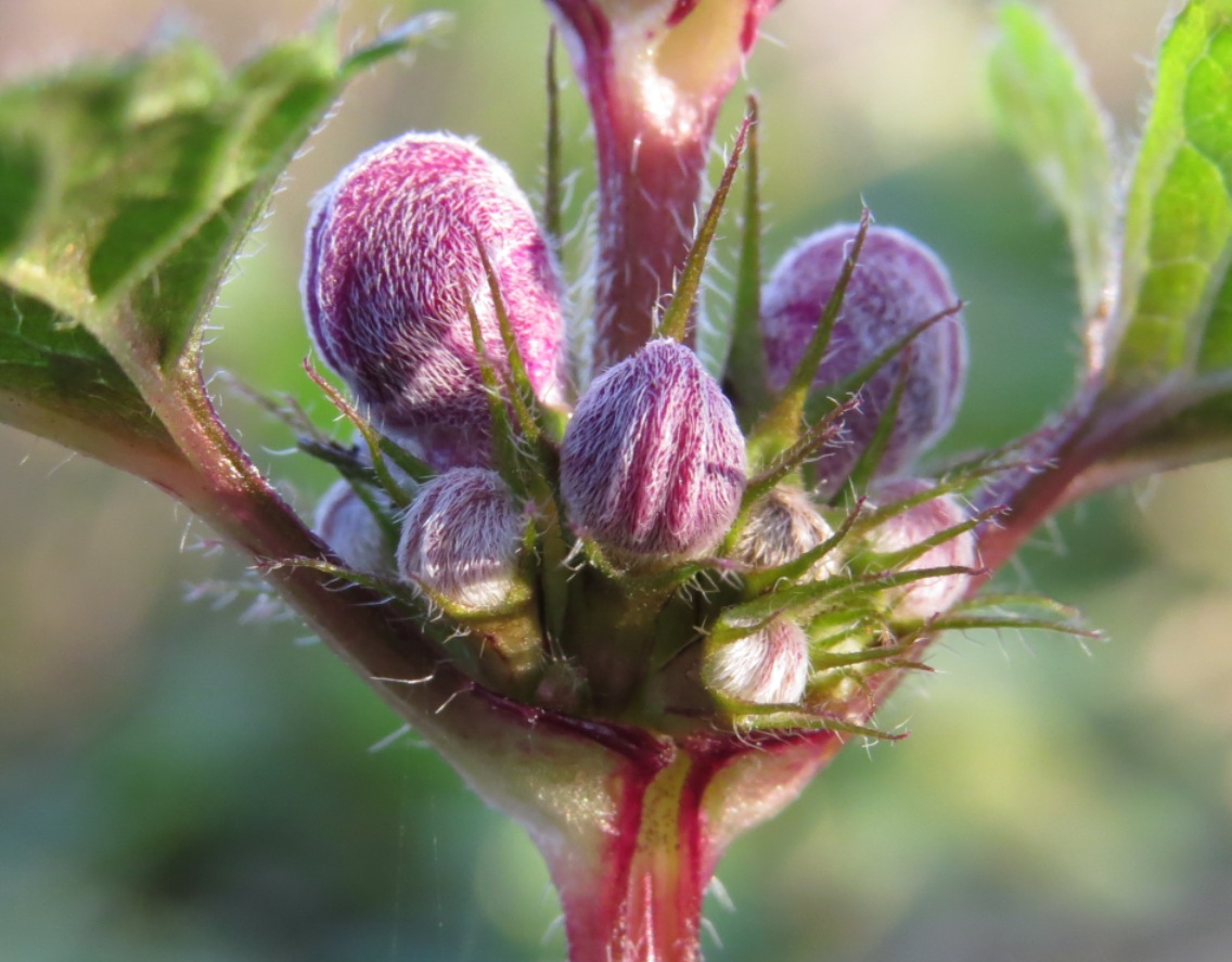 Image of Lamium maculatum specimen.