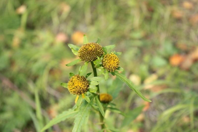 Изображение особи Bidens radiata.