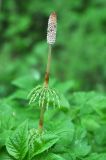 Equisetum sylvaticum