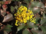 Mahonia aquifolium