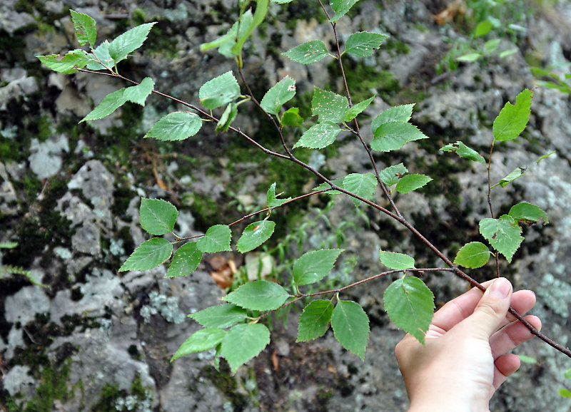 Изображение особи Betula costata.