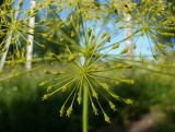 Peucedanum morisonii