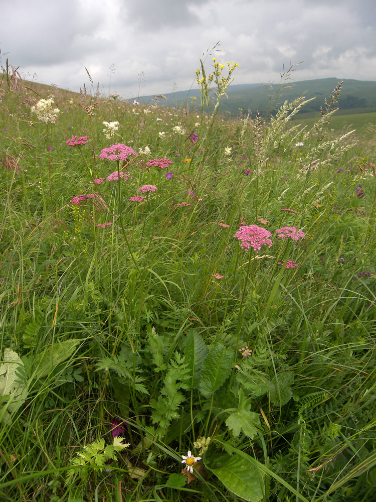 Изображение особи Pimpinella rhodantha.