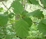 Crataegus sanguinea