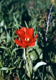 Tulipa greigii. Цветущее растение. Ташкентская обл., Бостанлыкский р-н, хр. Каржантау. Первая декада мая 1986 г. .