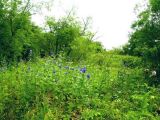 Aconitum fischeri