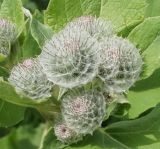 Arctium tomentosum