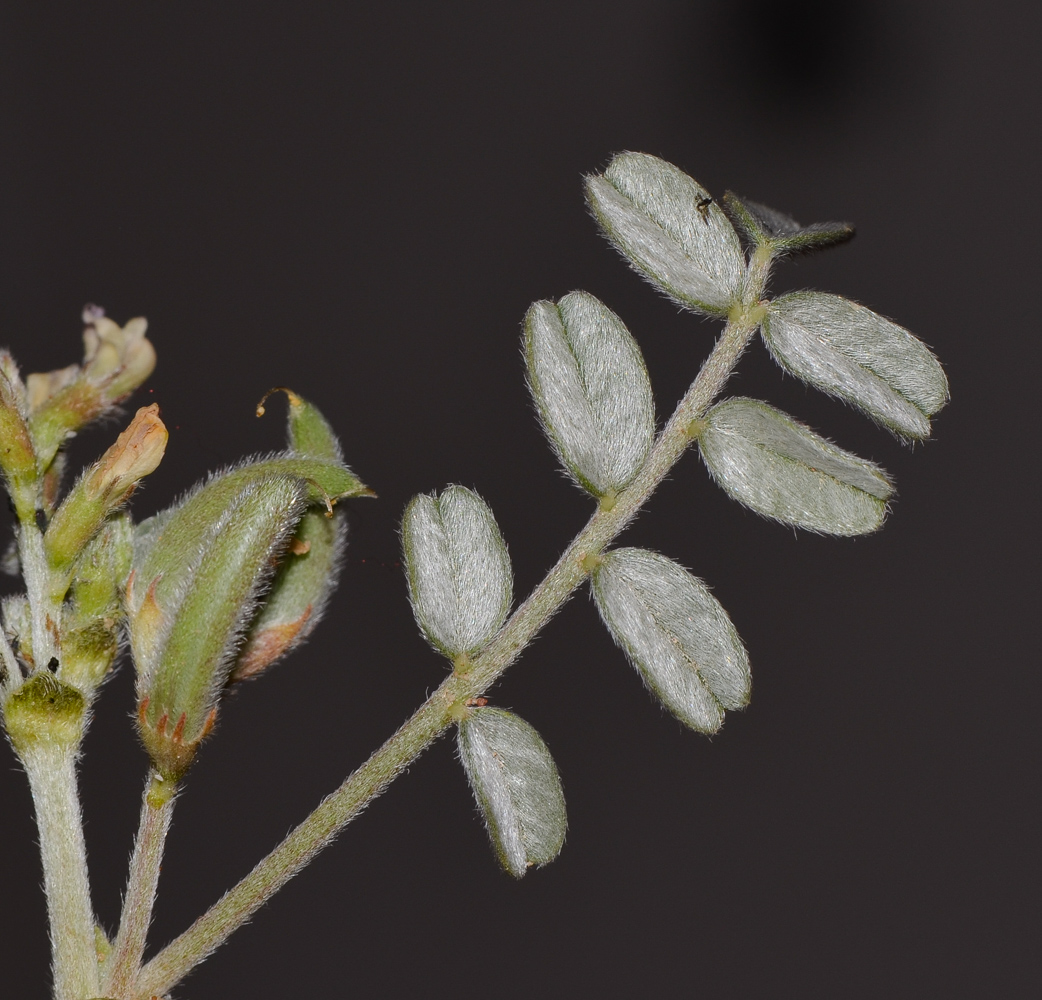 Изображение особи Astragalus arpilobus.