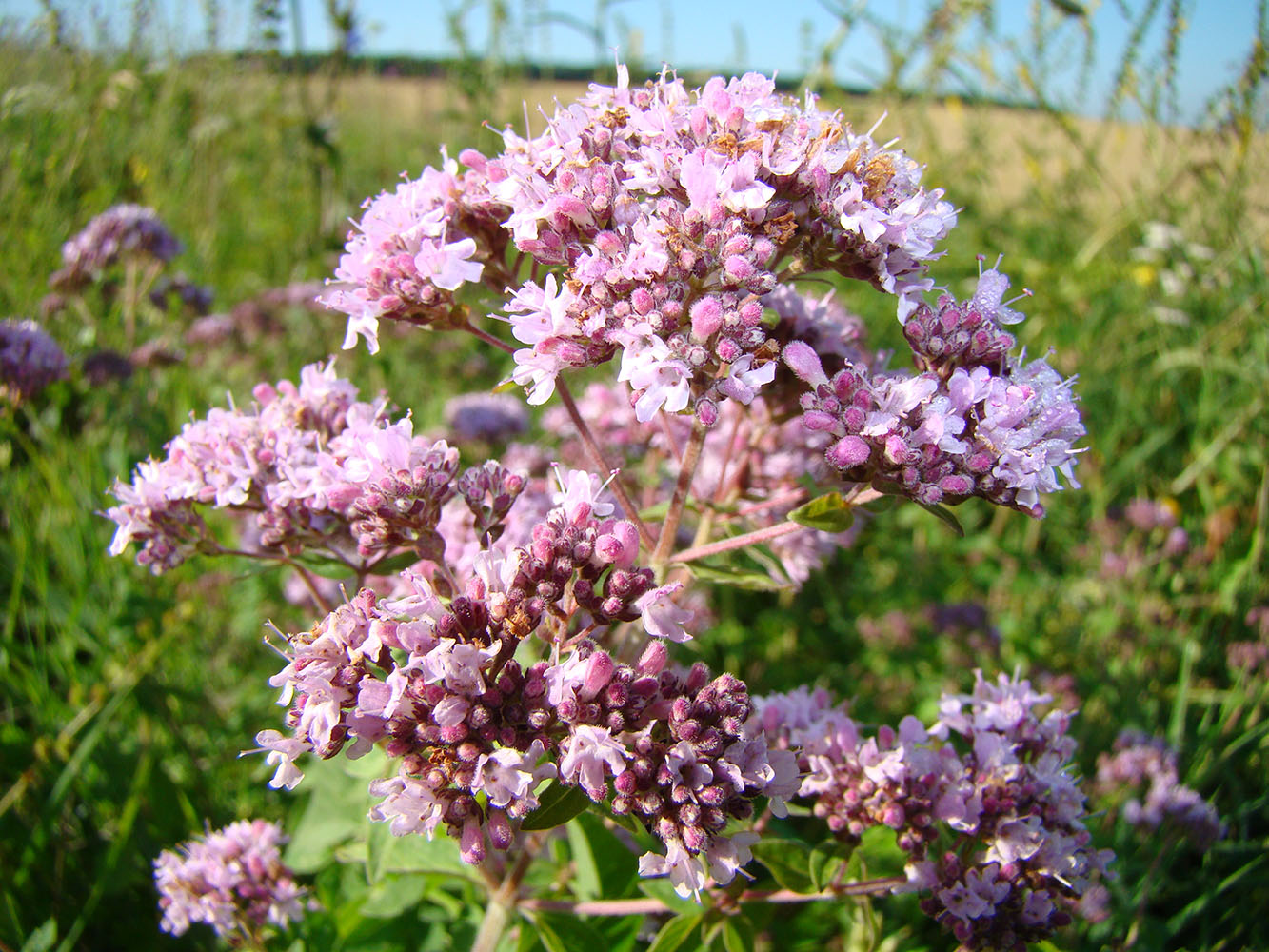 Изображение особи Origanum vulgare.