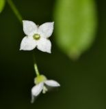 Galium davuricum