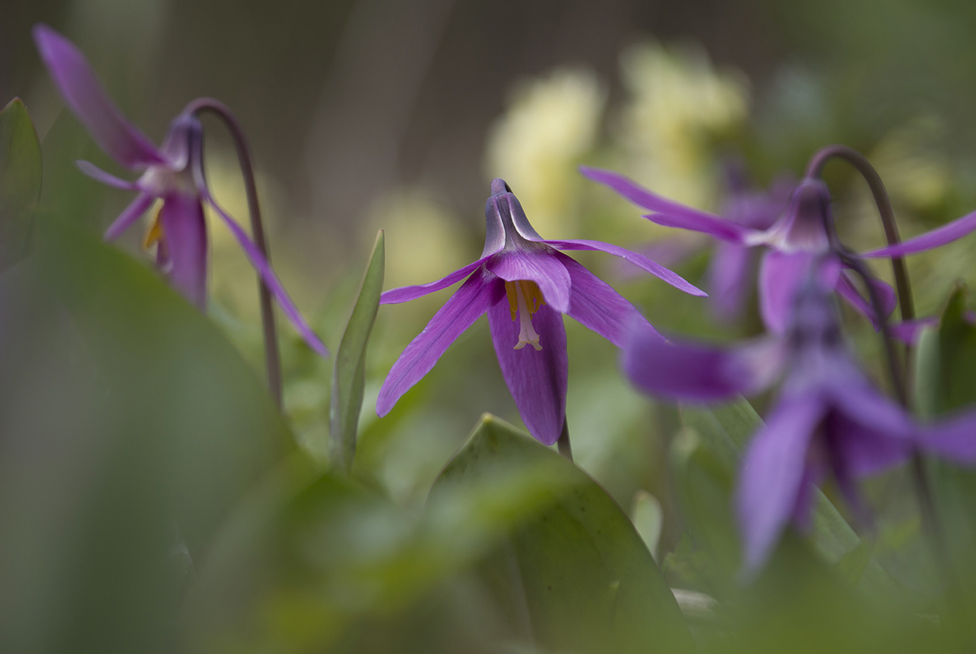 Изображение особи Erythronium sibiricum.