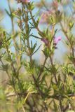 Thymus pallasianus