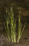 Juncus articulatus. Плодоносящее растение. Архангельская обл., Соловки, о. Бол. Соловецкий, лужа на песчаном карьере. 06.08.2017.