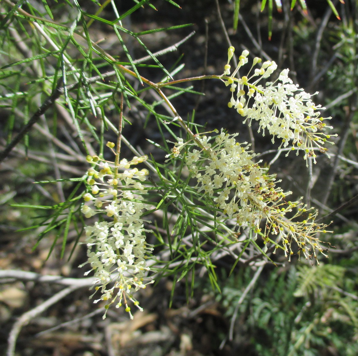 Изображение особи Grevillea subtiliflora.