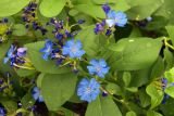 Ceratostigma plumbaginoides