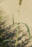 Echinochloa crus-galli