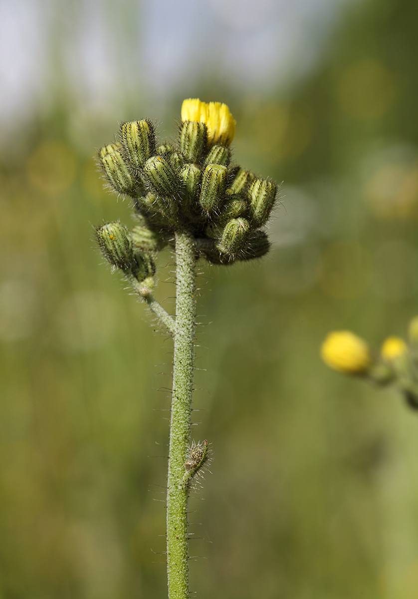 Изображение особи Pilosella cymosa.