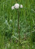 Valeriana tuberosa