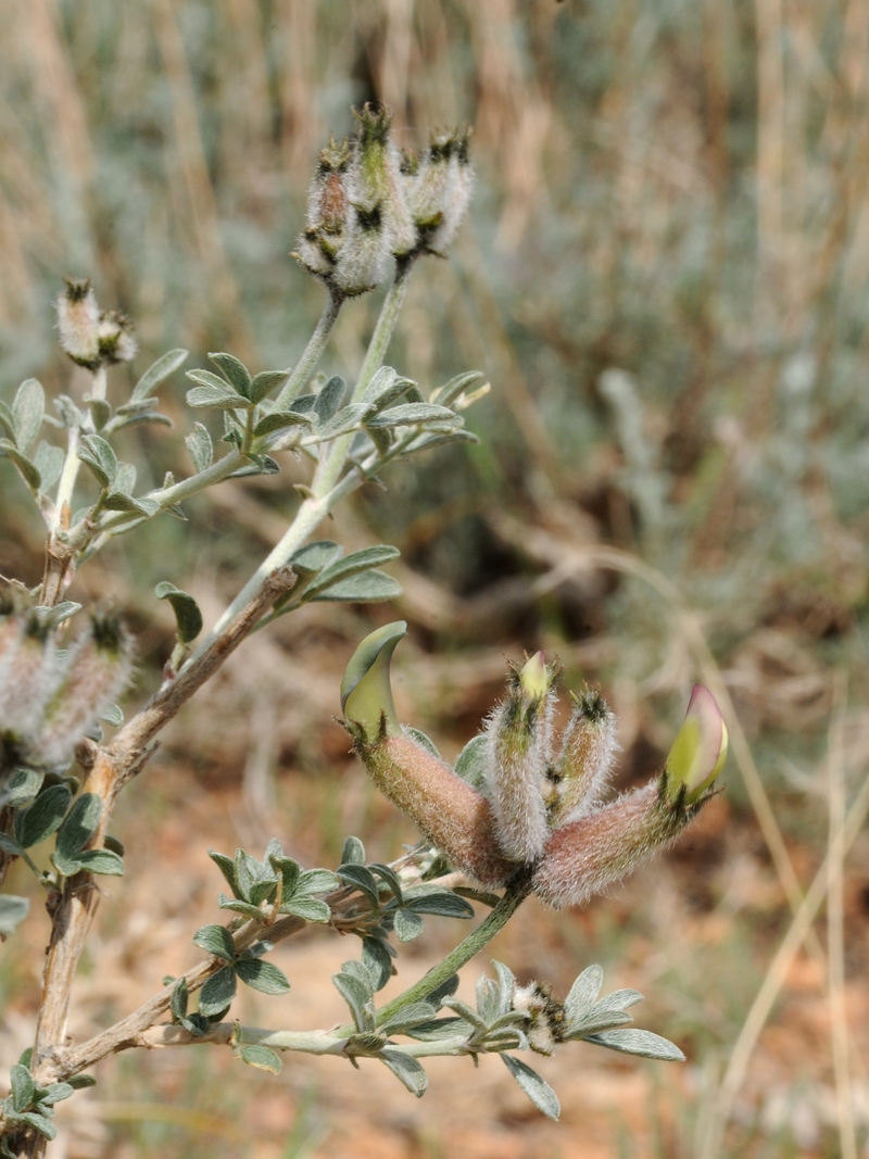 Изображение особи Astragalus aulieatensis.