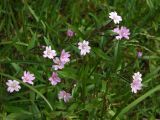 Epilobium hornemannii. Верхушки цветущих побегов. Магаданская обл., окр. г. Магадан, побережье бухты Нагаева, Морпортовская сопка, на моховой подушке у ручья. 16.07.2015.