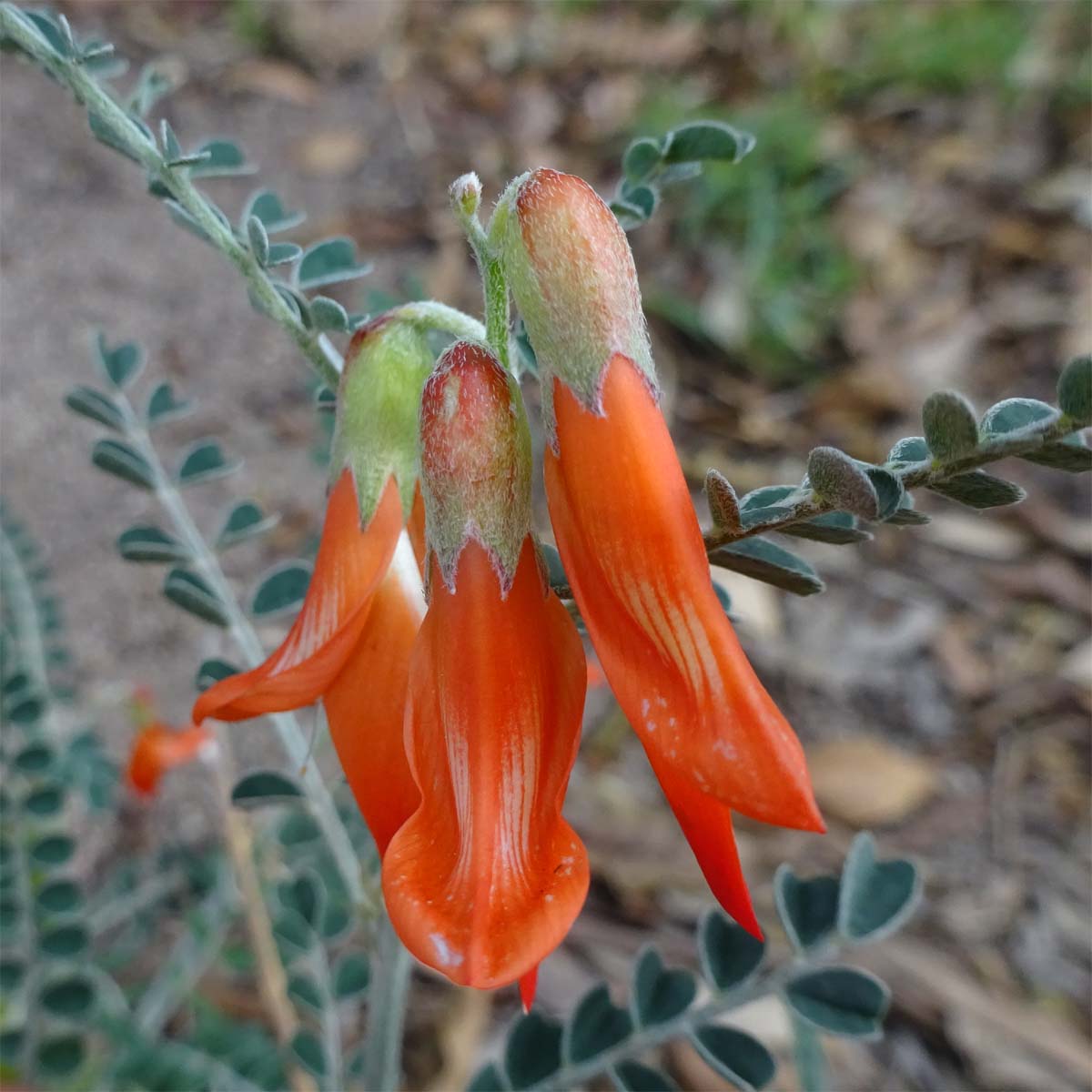 Изображение особи Sutherlandia frutescens.