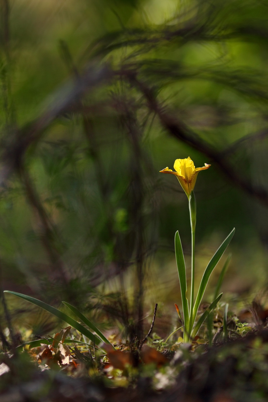 Изображение особи Iris pineticola.