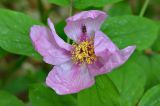 Paeonia caucasica