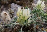 Astragalus lupulinus. Соцветие. Иркутская обл., Ольхонский р-н, окр. с. Сахюрта, Тутайский залив оз. Байкал, каменистый береговой склон, степь. 14.07.2019.