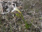 Freesia refracta